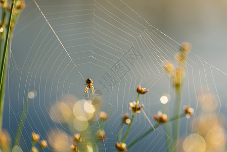 蜘蛛网中的晨露网络丝绸蜘蛛圆圈危险阳光飞沫珠子昆虫露珠图片
