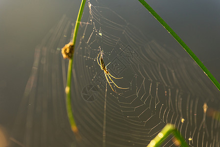 蜘蛛网中的晨露薄雾昆虫宏观陷阱珠子珍珠圆圈网络太阳飞沫图片