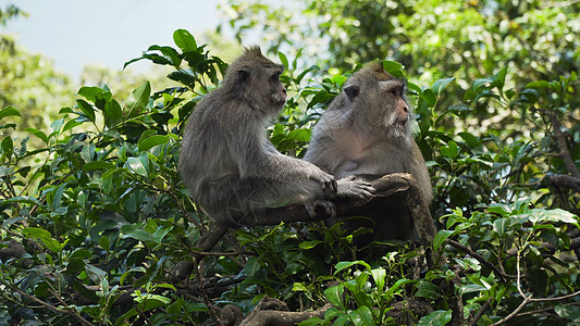巴厘的森林里有猴子灵长类动物野生动物荒野丛林哺乳动物森林猕猴热带避难所图片