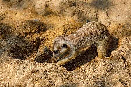 Meerkat在动物园的沙地上挖一个洞图片