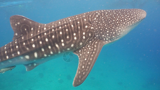 海洋中的鲸鱼鲨鱼热带野生动物蓝色情调潜水游泳异国鲸鲨动物动物群图片