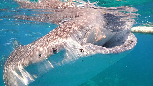 海洋中的鲸鱼鲨鱼潜水蓝色鲸鲨异国热带游泳野生动物动物群情调动物图片