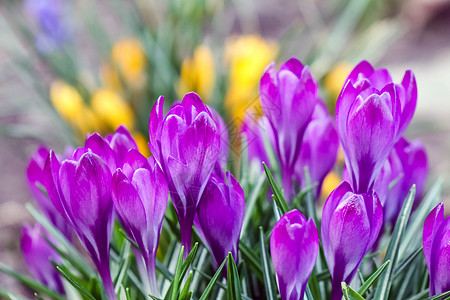 紫竹质背景宏公园植物群花园场地粉色花瓣花朵郁金香叶子红花图片