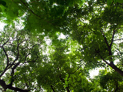 阳光在树木中扫清公园环境森林太阳绿色季节树干树叶叶子晴天图片