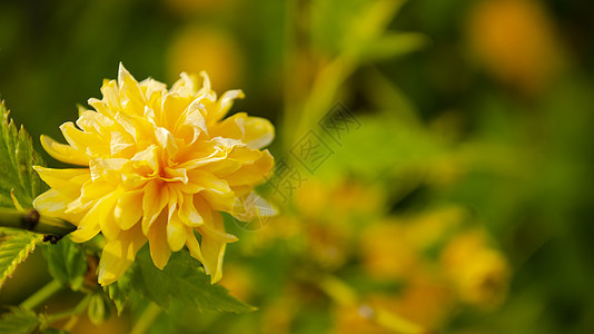 夏天黄色的花朵盛开 一束黄色雏菊花特写 美丽的黄色花朵背景的领域 锥花 花草地图片