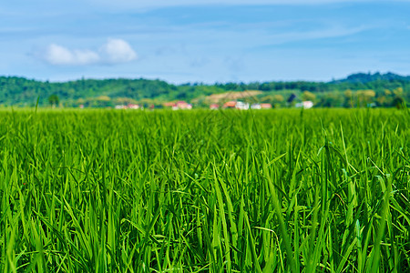 令人印象深刻的景观绿色稻田与背景中的群山粮食天空蓝色文化农业土地生长草地环境场景图片