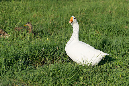 绿草地上的家禽放牧图片