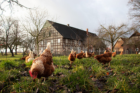 德国一个乡村农场的家禽德国 野鸡草地场地房子母鸡公鸡羽毛动物营养家畜居住背景图片