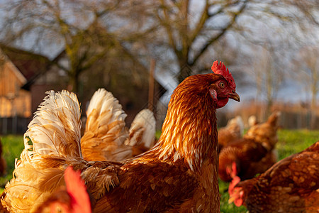 德国一个乡村农场的家禽德国 野鸡生物食物生产翅膀宠物家畜公鸡羽毛母鸡场地图片