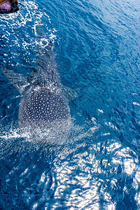 一只小鲸鲨幼崽 从一艘渔船上射中 澳大利亚西尼加洛珊瑚礁野生动物军曹鱼蓝色海洋环境潜水员热带潜水笨蛋动物图片