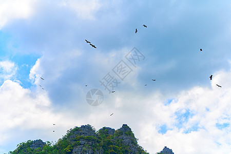 一群老鹰在天上盘旋 等待着食物蓝色荒野野生动物航班猎人天空飞行旅行团体秃鹰图片