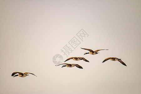 加拿大鹅在天空中迁徙 箭形形成季节水禽荒野公园成人团体迁移水鸟鸟类池塘图片
