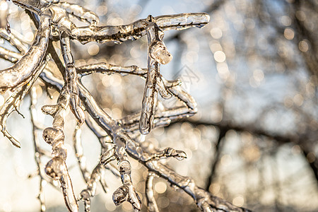 自然背景 在冰雨后植物上有冰晶图片