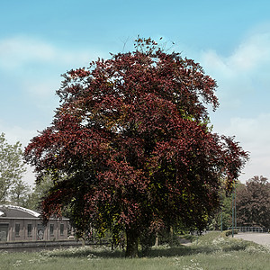 大红蜂蜜树图片