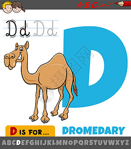 字母表中的字母 D 与卡通单峰骆驼动物图片