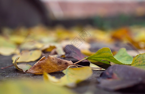 秋季地底的叶子宏绿色植物动物季节性森林白色地面公园橙子活力图片