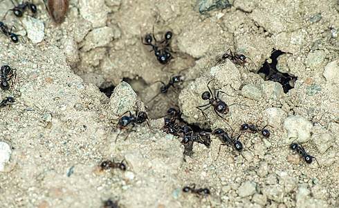 地面蚂蚁群漏洞殖民地树叶斗争团队损害工人力量害虫天线图片