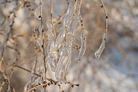 在冰雪雨之后 植物上带有冰晶的自然背景白色冰雨蓝色森林冰柱水晶植被季节灾难公园图片