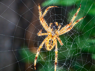 网上蜘蛛吃苍蝇野生动物植物昆虫危险捕食者陷阱死亡自然毒液荒野图片