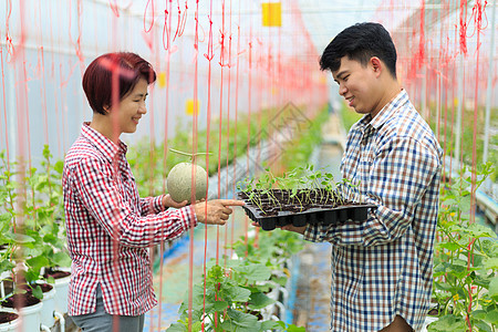 农民在温室里携带瓜苗托盘农场产业树苗控制园艺花园植物检查工人施肥图片