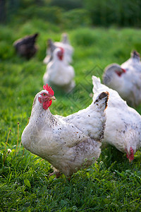 公鸡和小鸡 散养公鸡和母鸡女性家禽牧场花朵翅膀家畜食物生物农业农场图片