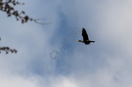 寻找猎物的常见焦热兰鸟翅膀野生动物海鸟蓝色观鸟海岸旅行岩石海洋动物群图片