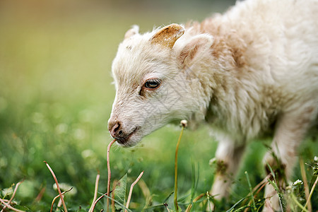 年轻的绵羊或羊羔 头部特写细节 绿色草地背景模糊图片
