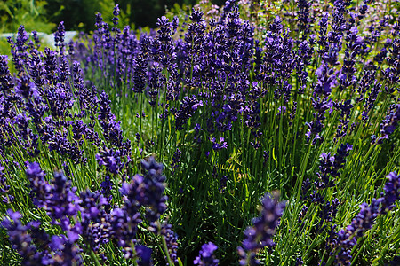 明亮紫色熏衣草在夏天盛开 香味不错 用于美容学图片