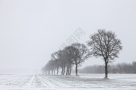 下雪的树上长着一棵白雪 覆盖了内地靠近乌得勒支附近的草原图片