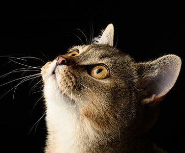 黑色背景的灰小猫cottish直直西红辣椒肖像动物胡须头发短发灰色猫咪宠物白色哺乳动物毛皮图片