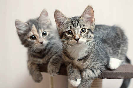 两只可爱的灰小猫咪 躺在家里的猫家具上图片