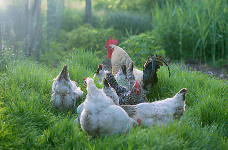 公鸡和小鸡 散养公鸡和母鸡场地家禽鸟类健康牧场农业羽毛女性家畜食物图片