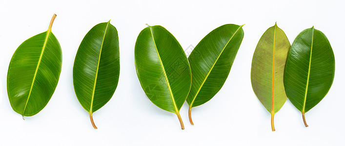 橡胶厂叶子上的惠特树叶季节植物绿色热带生长爱好花园橡皮植物群图片