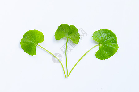 树叶图Gotu kola 亚洲式的Penterwort或印度式白纸笔背景