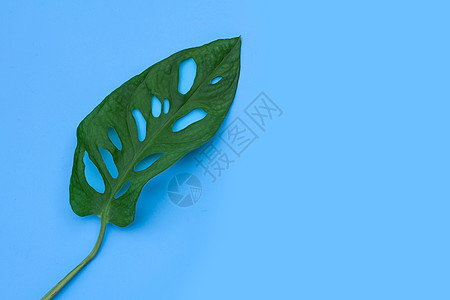 怪物Adansonii的叶子 或者蓝底瑞士奶酪葡萄干屋工厂植物佳肴叶绿素丛林花园植物学生长地面树叶植物群图片