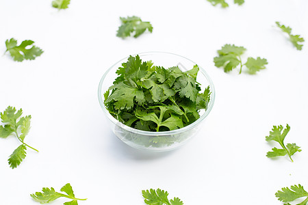 Coriander 白背景的叶子图片