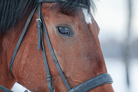 日落时冬冬的一匹马贴近肖像 棕色牧场马头生活部位身体马具良种鬃毛摄影农场图片