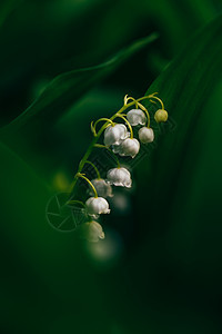 林中山谷的百合花花头香水香气林地植物群香味植物荒野花束野花图片