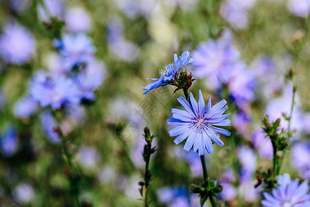 蓝色花花瓣环境紫色的高清图片