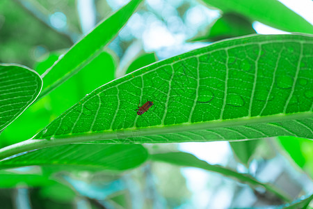 一只甲虫在丛林中的一片大绿叶上爬行植物宏观热带叶子情调生长异国植物学植物群花瓣图片