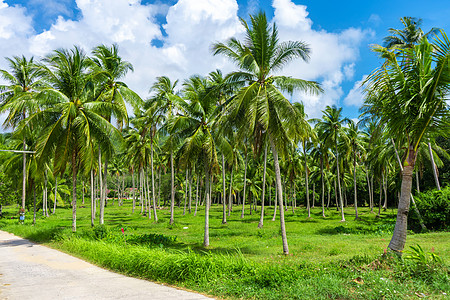 热带热带自然景观 棕榈林和蓝天空情调植物群天空丛林森林公园叶子植物学椰子阳光图片