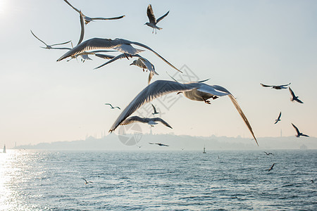 海象海鸟在海水中和海洋上空的海鸥航班鸟类支撑动物家禽栖息地羽毛荒野动物群观鸟图片