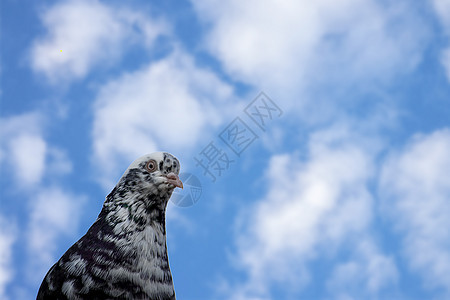 空中有鸽子 翅膀在天空前张开蓝色航班场景空气希望自由羽毛多云旋律动物图片