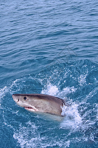 南非甘斯巴伊大白鲨生态牙齿肉食性动物学观鲨鲨鱼栖息地生态旅游行为自然保护图片