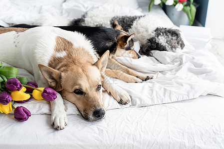 三只狗躺在家里的床上 带着一束郁金香说谎女性毛皮休息姿势宠物犬类动物花朵团体图片