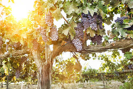 与葡萄团的葡萄酒精甜点藤蔓叶子果汁酒厂紫色浆果植物农场图片