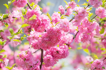 大自然的宏观照片粉红樱花花瓣植物群花园紫色衬套植物叶子灌木午餐园艺图片