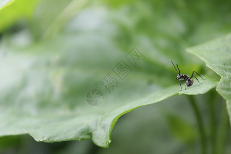 蚂蚁树叶黑蚂蚁 特写绿叶和树叶背景上的一只红蚂蚁天线花园漏洞化学品荒野生物叶子害虫植物宏观背景
