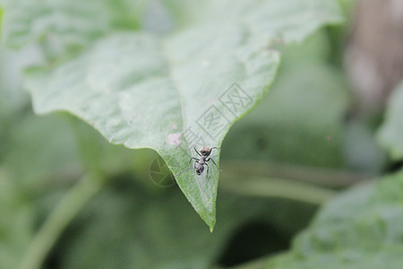 黑蚂蚁 特写绿叶和树叶背景上的一只红蚂蚁宏观野生动物叶子团队织工漏洞花园化学品天线昆虫图片