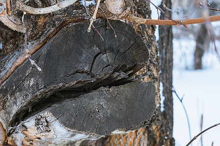 森林里一棵旧树的片段 在冬天特写图片